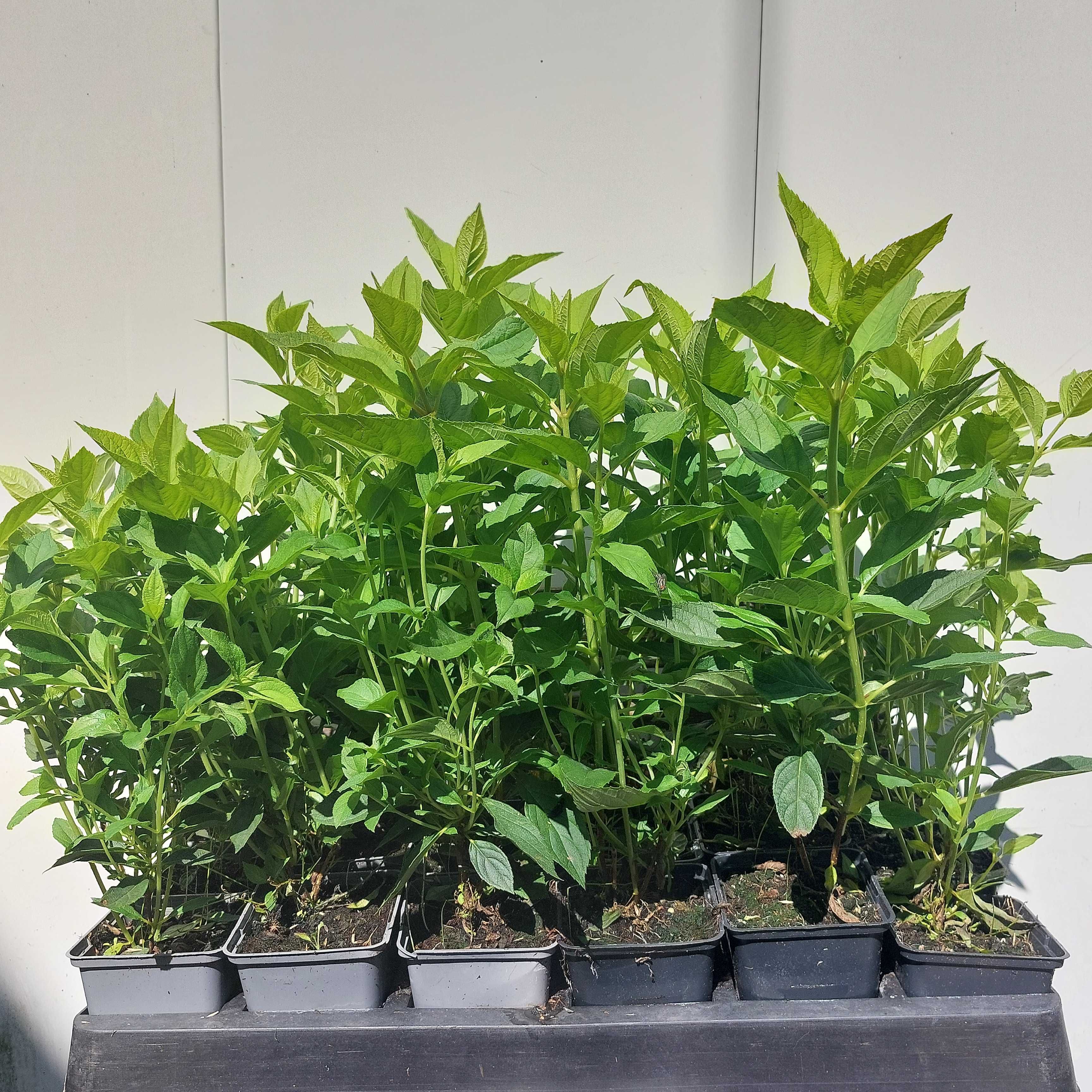 Hortensja Bukietowa p9 15-30cm