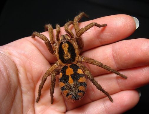 Паук птициед Hapalopus sp. "Columbia Gross"