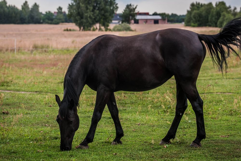 Przepiękna klacz Śląska