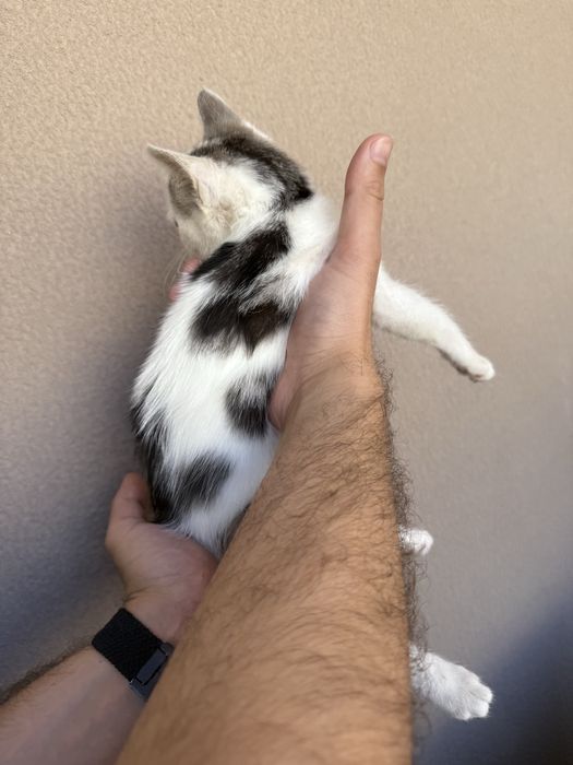 Кошечка, кошенятко, кошеня, кішка, котик, кошенята дівчинка 4-6 тижнів