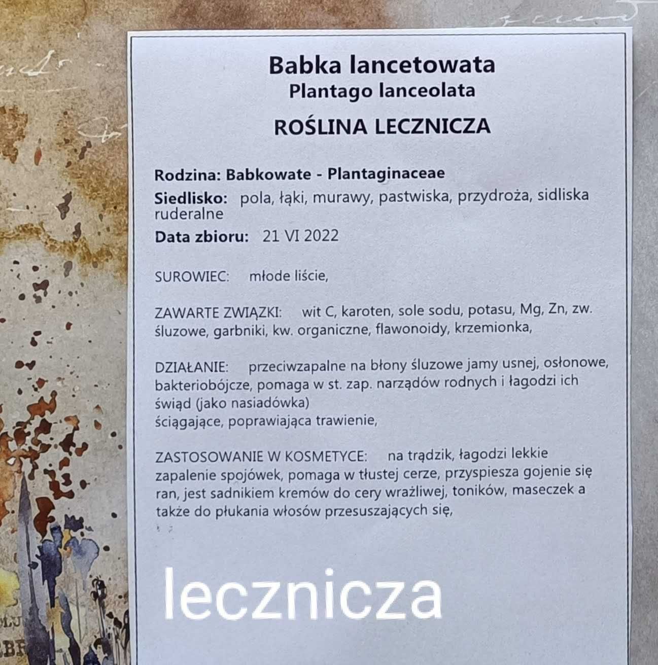 50 gat LECZNICZE 2025 zielnik na bloku technicznym z opisami 2x