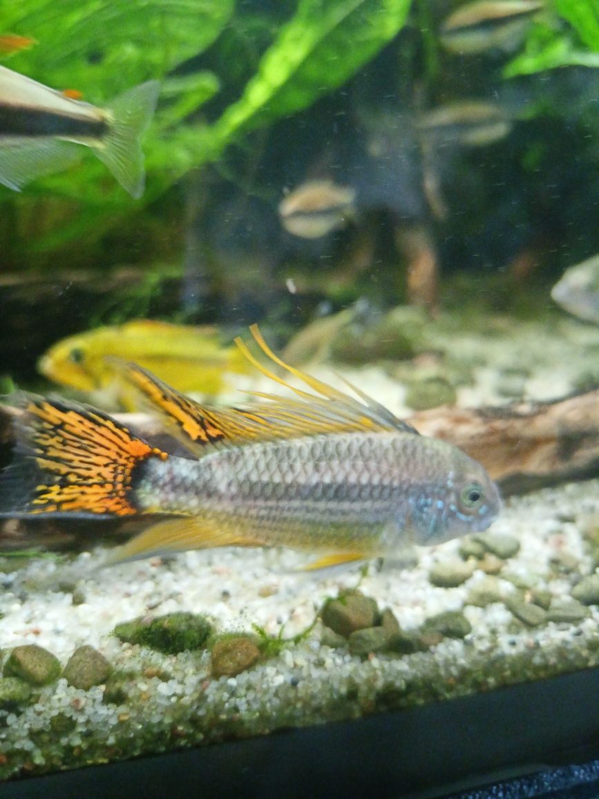 Pielęgniczki kaladu