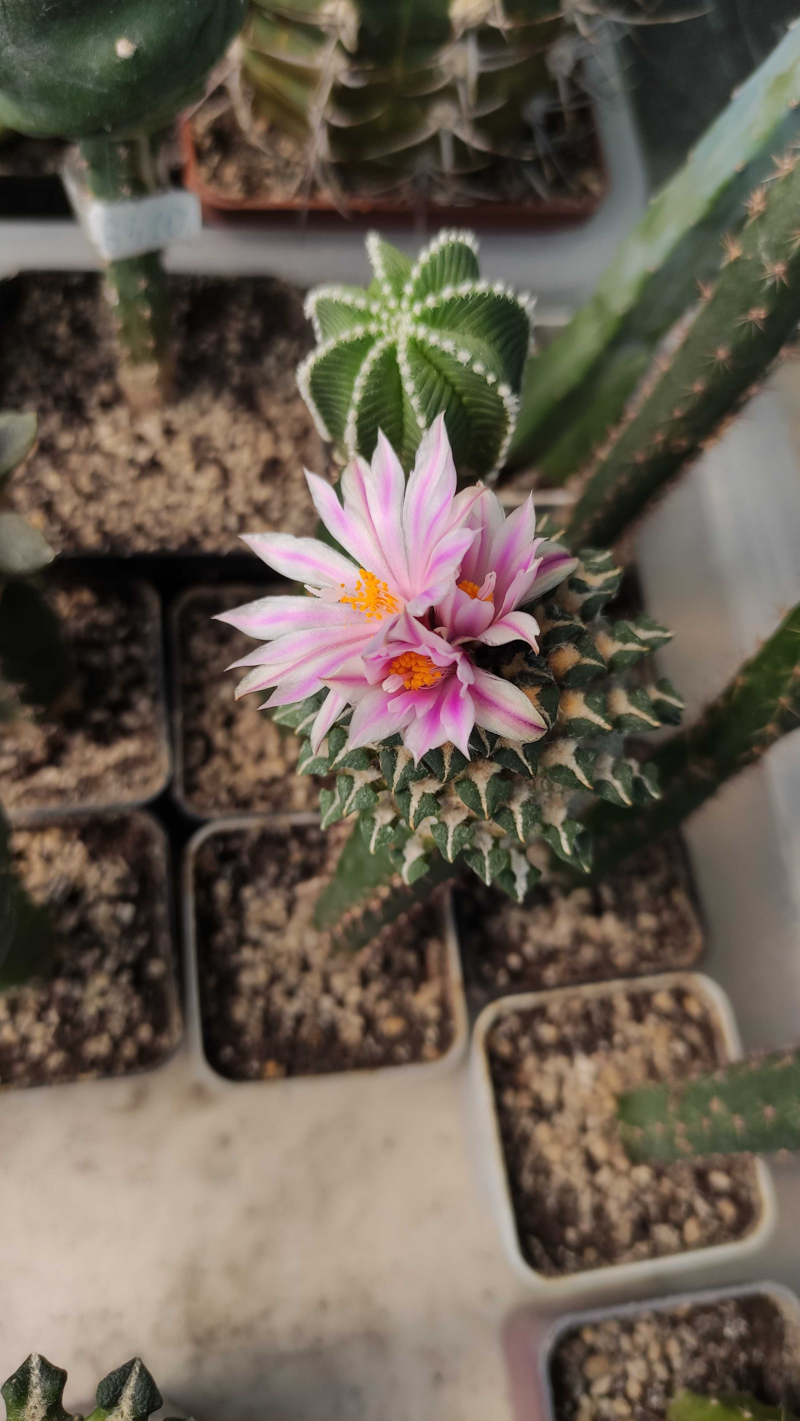 Кактус Ariocarpus kotchoubeyanus albiflorus