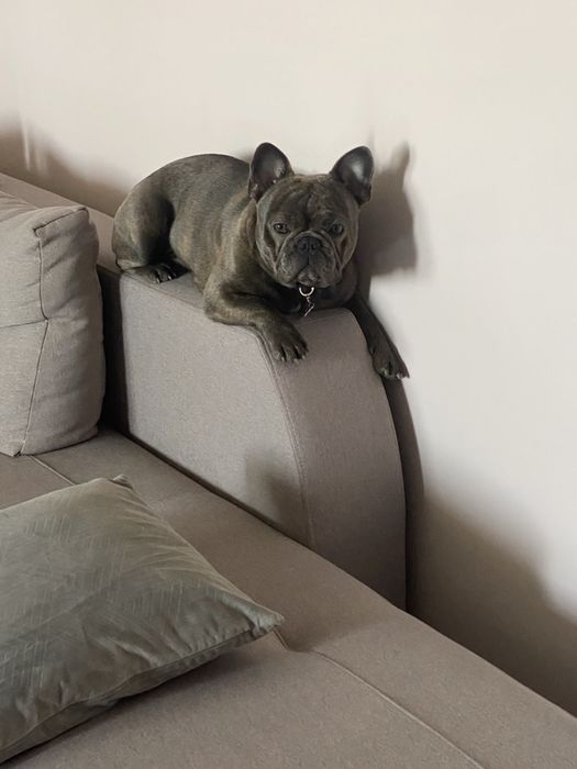 Вязка вʼязка французкий французький  бульдог