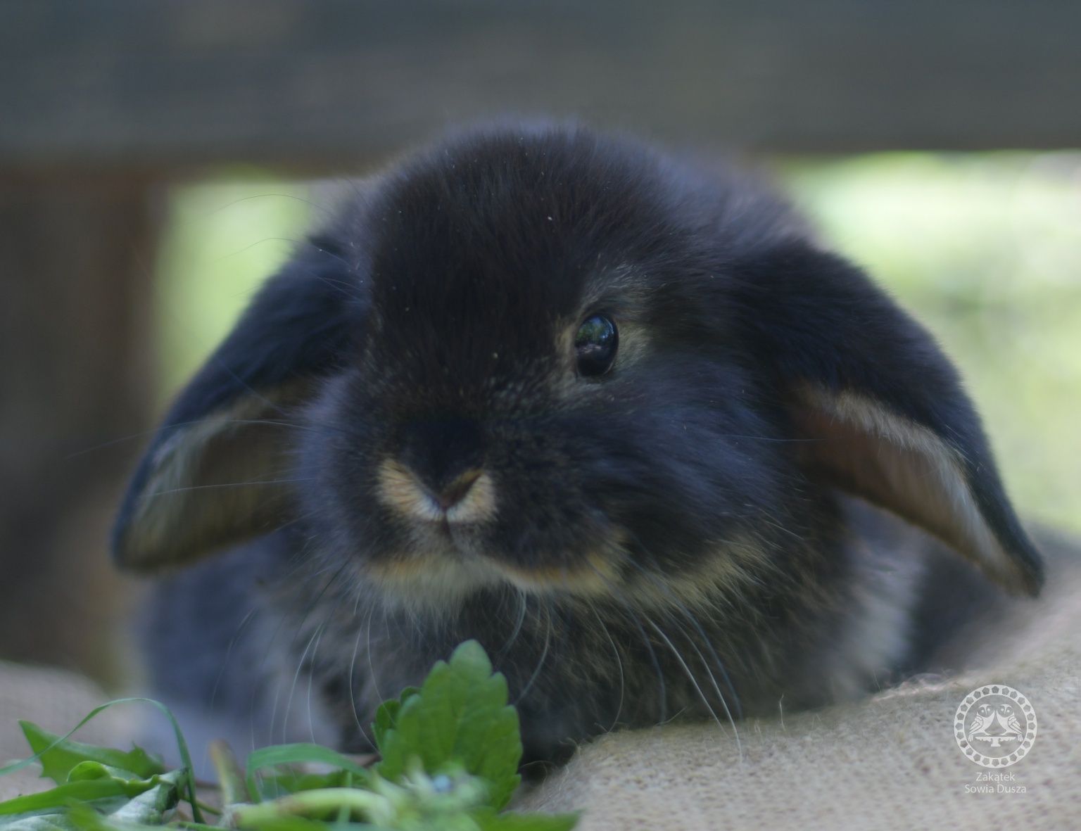 Króliki mini lop z zarejestrowanej hodowli