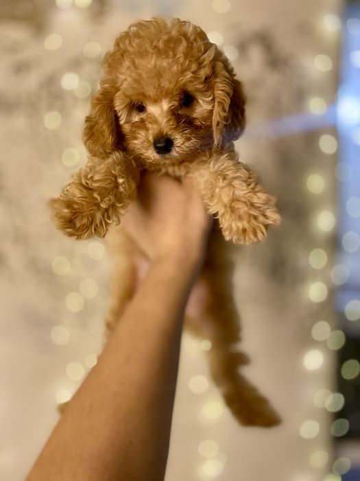 мальтипу — умный, ласковый, не линяет и не пахнет!