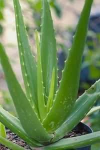 Продам листья Aloe Vera