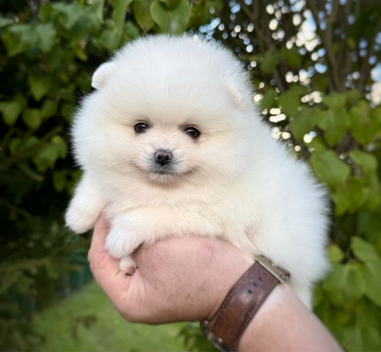 Pomeranian szpic miniaturowy Suczka Zkwp FCI MIŚ
