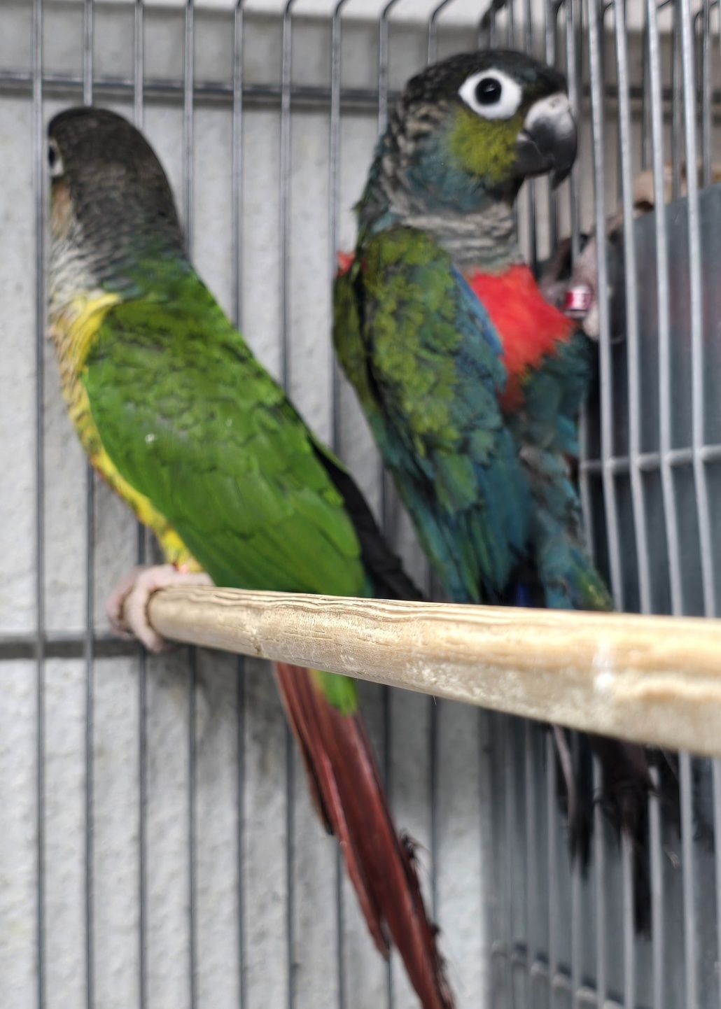 Pyrrhuras lindíssima