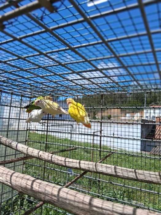 Lote casal  de caturras e quatro roseicollis troco por  canários
