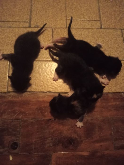 4 crias de gatos bebés