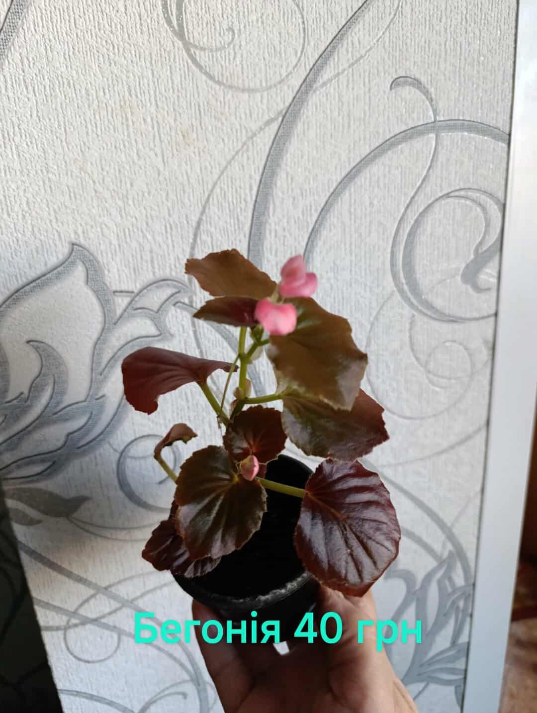 Комнатные растения