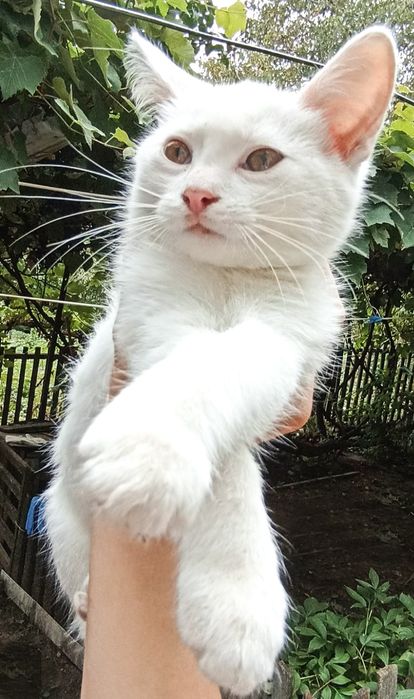 Віддам кицю в добрі руки!