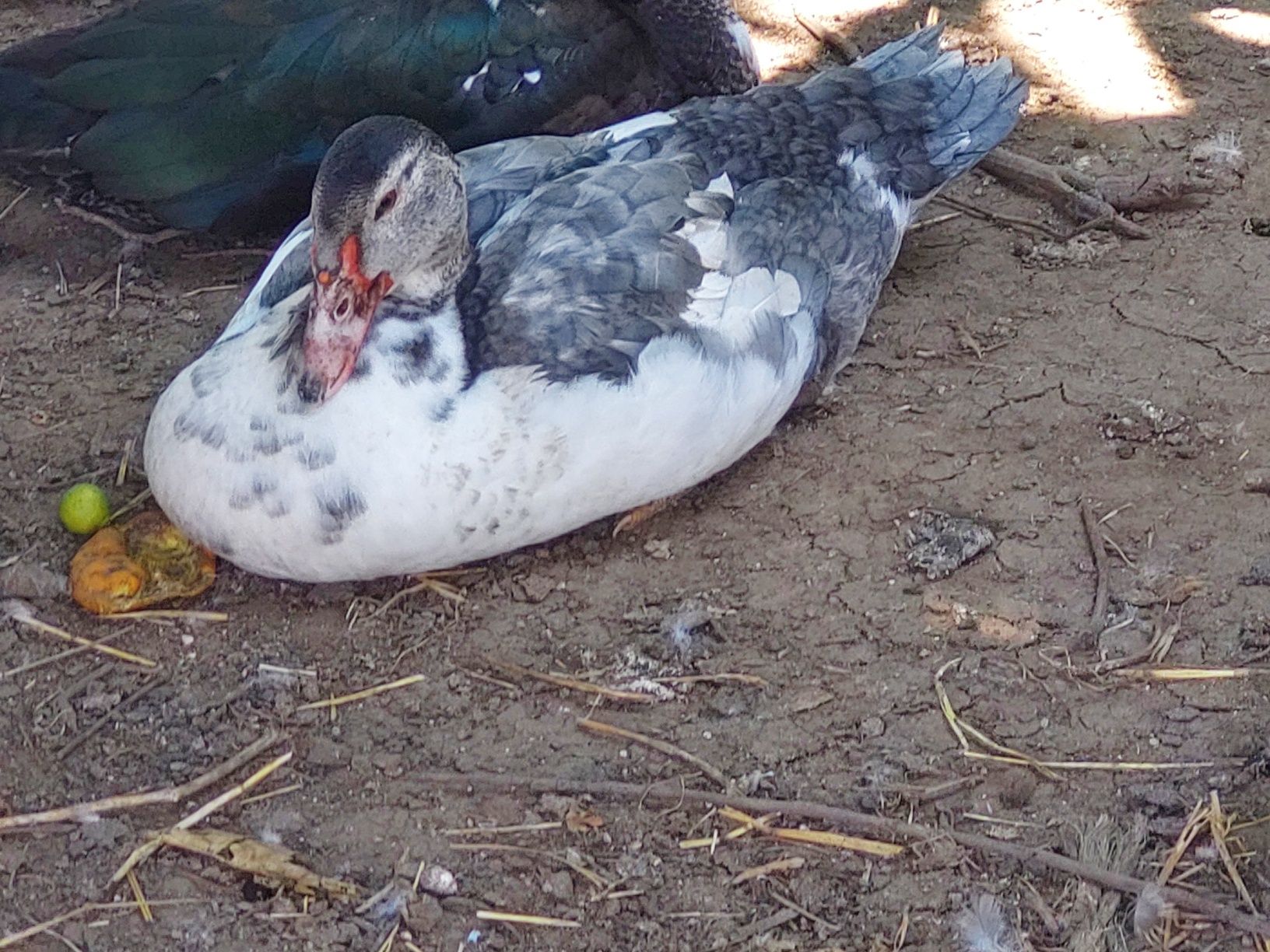 patos mudos caseiros casal