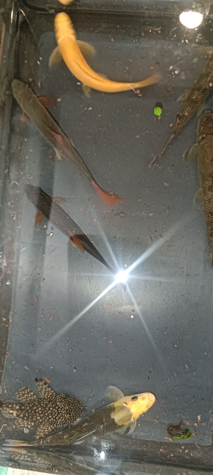Troco lote de peixes por platys,ou gupys