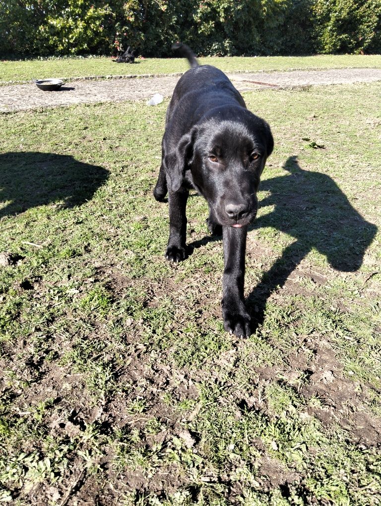 Cães para adoção