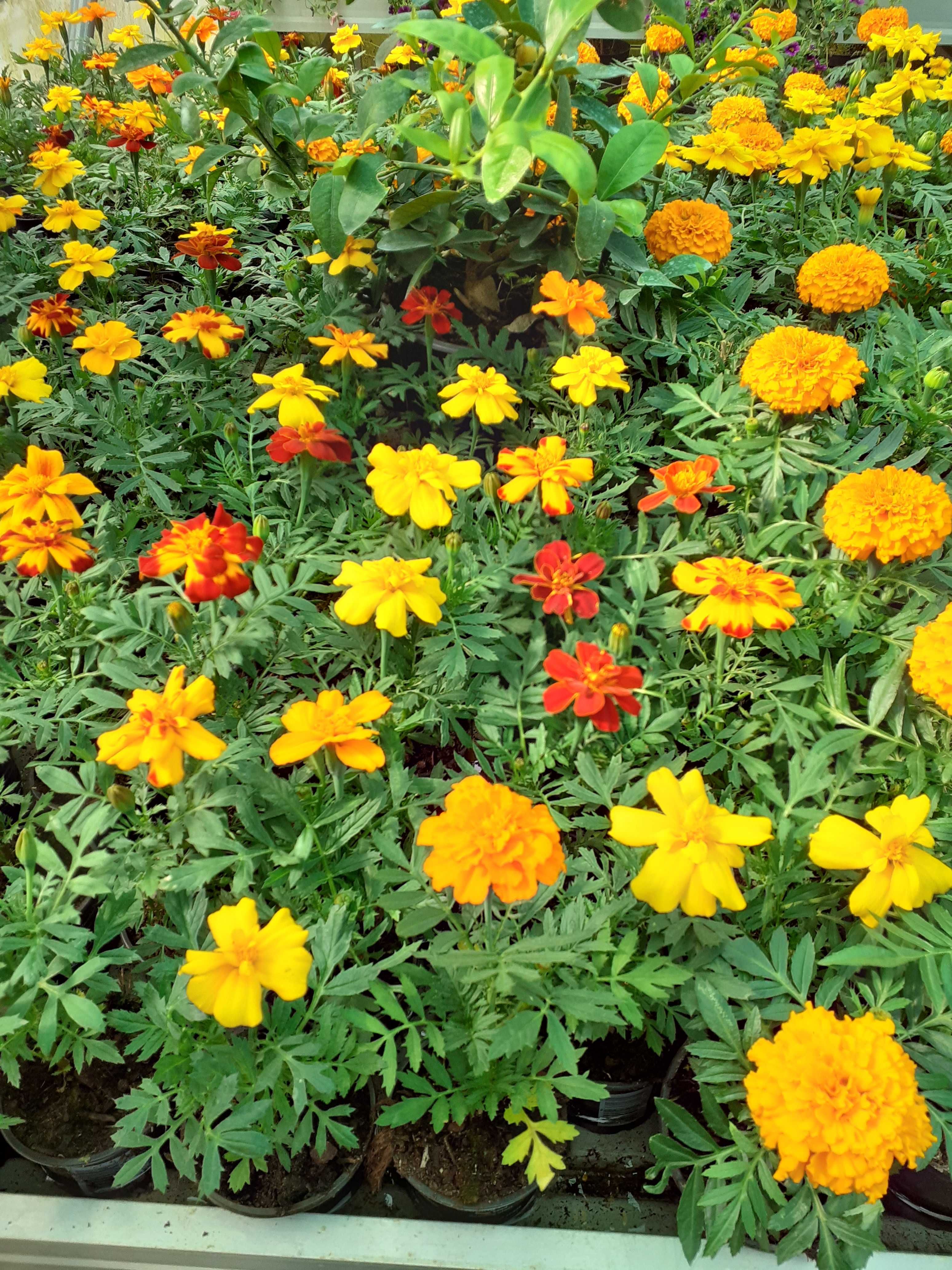 Plantas para canteiros