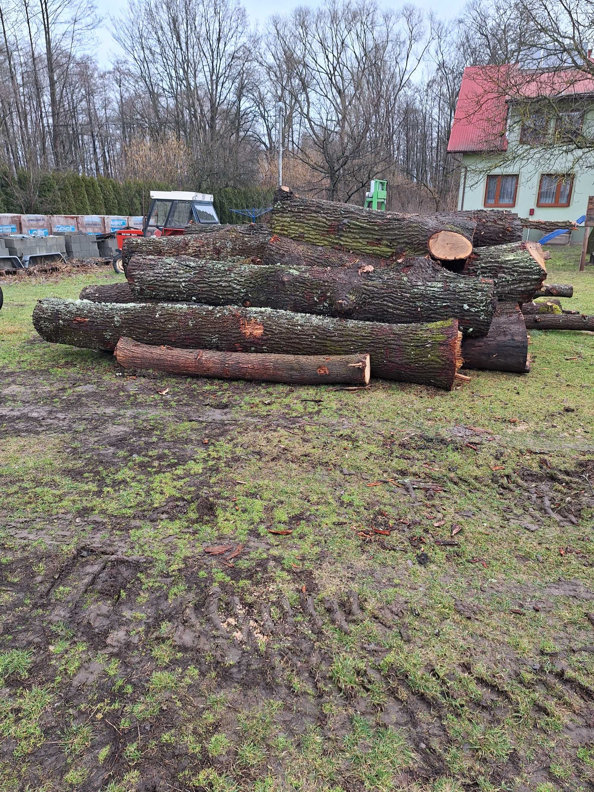 Dąb w stanie okrągłym kłody ok 16-17 m3/kubików