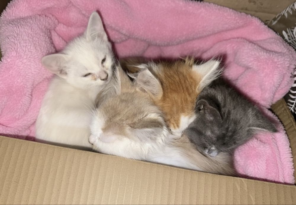 Отдам котят породистых