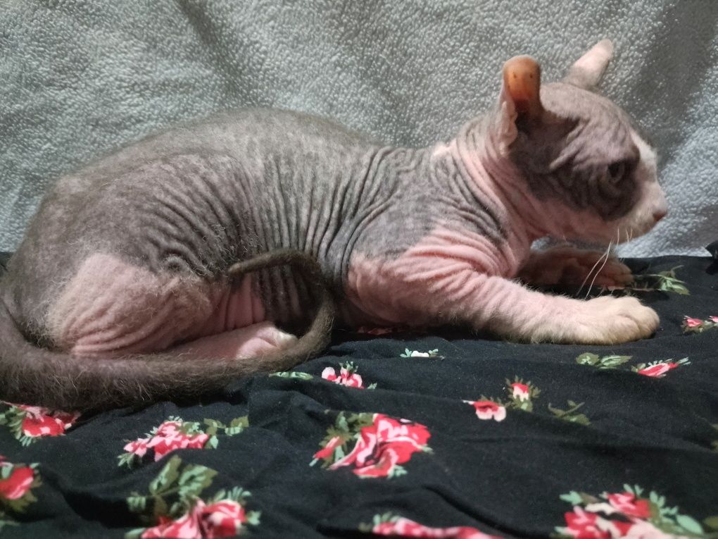 Свінкс Кошеня. .