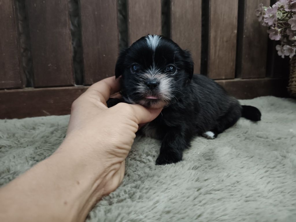 Shih Tzu pretinho