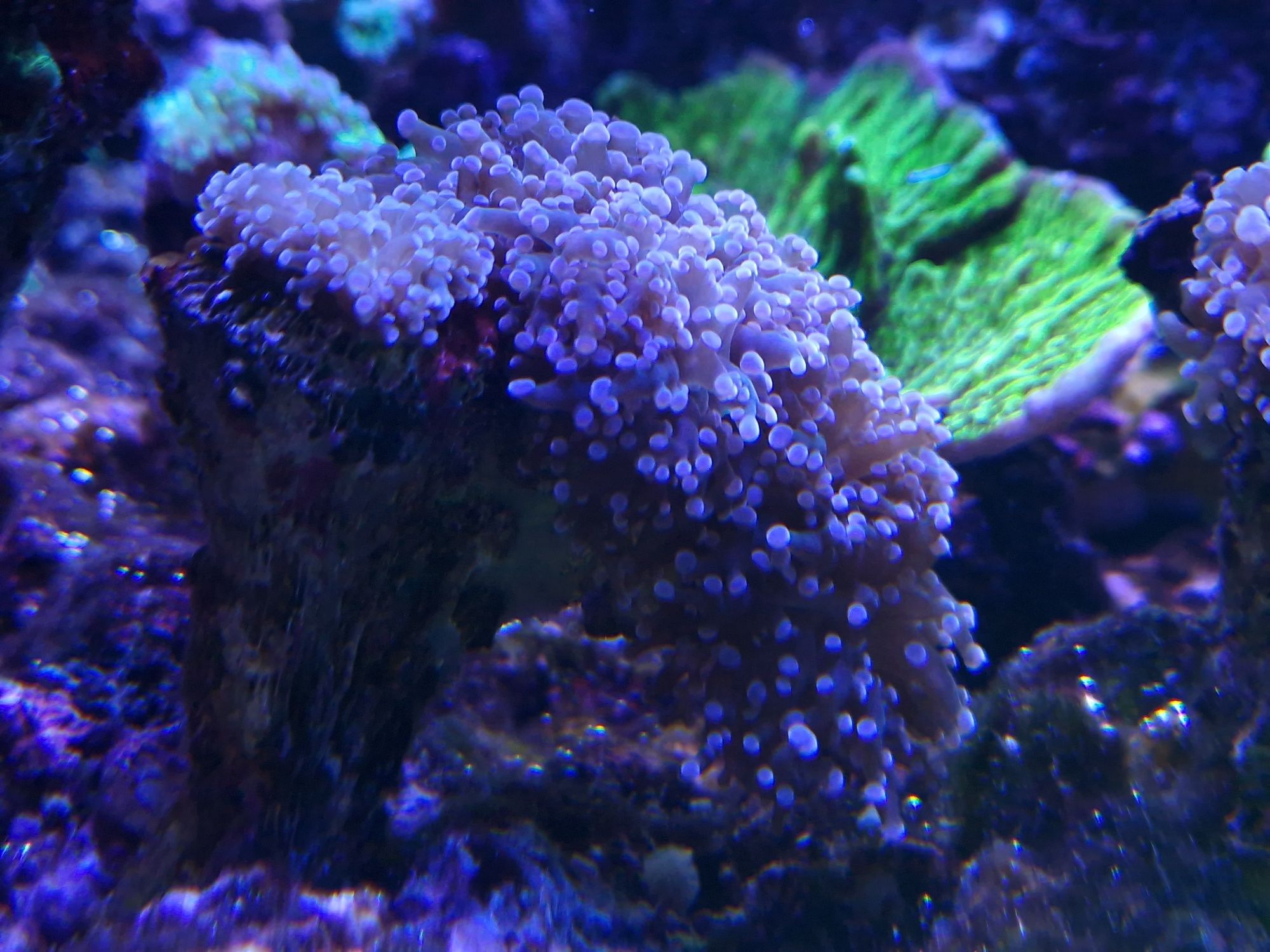 Euphylia Divisa fioletowa, koralowiec, morskie