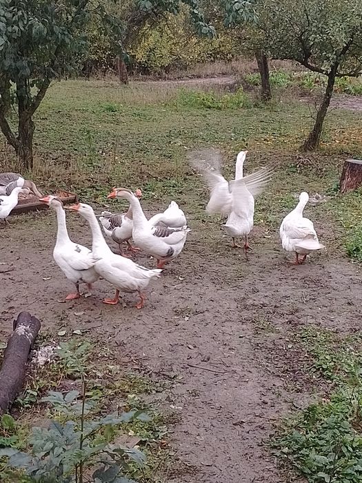 Продам,або обміняю гуси