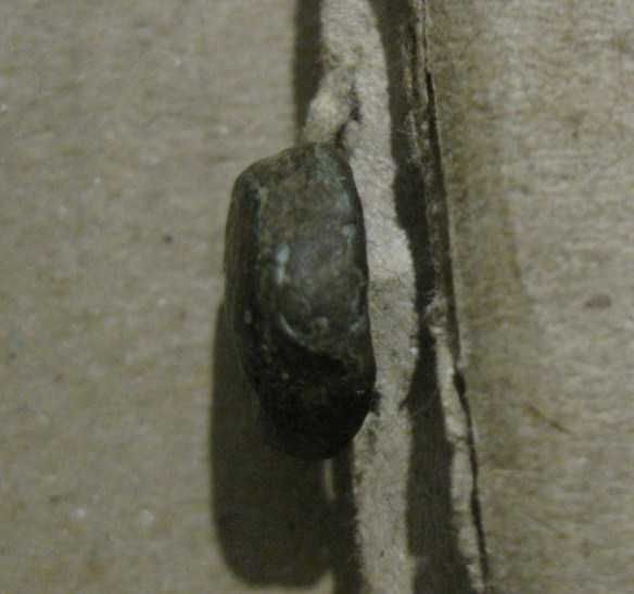 Ольвія , випуск 190-180 рр.до н.е. Лук і колчан. BZE, товста.