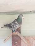 Pombo reprodutor (macho)