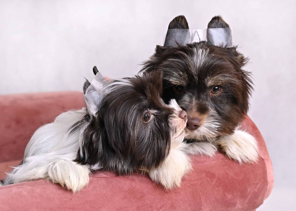 Biro Yorkshire Terrier dwie suczki