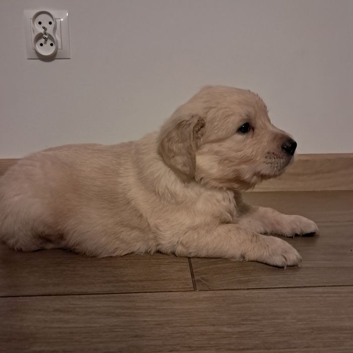 Szczenię do rezerwacji