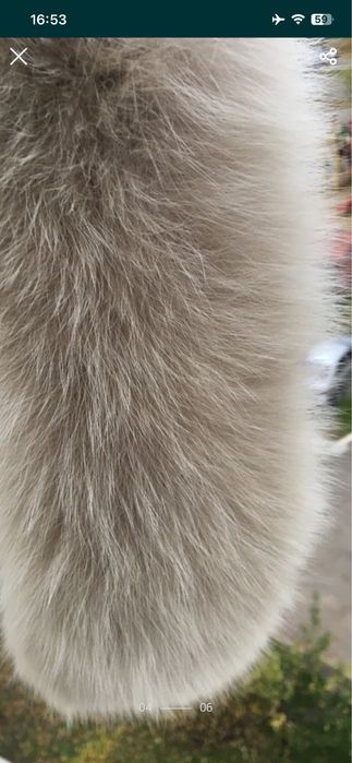 Опушка на капюшон песец