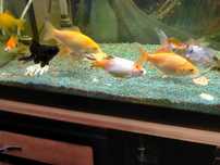 Vendo ou troco peixe (lê o anúncio)