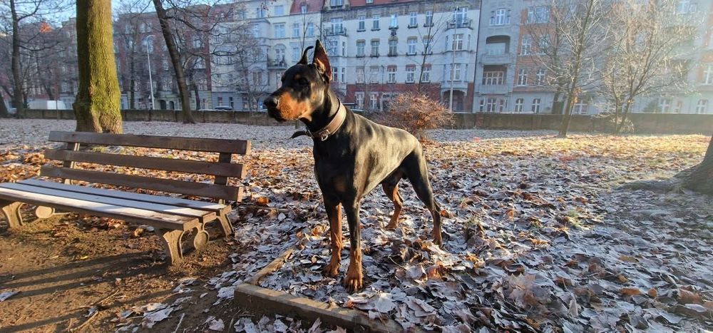 Behawiorysta konsultacje