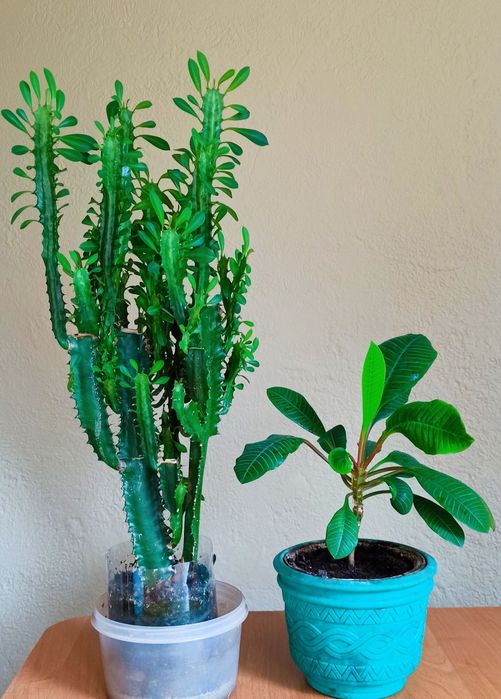 Обмен растениями