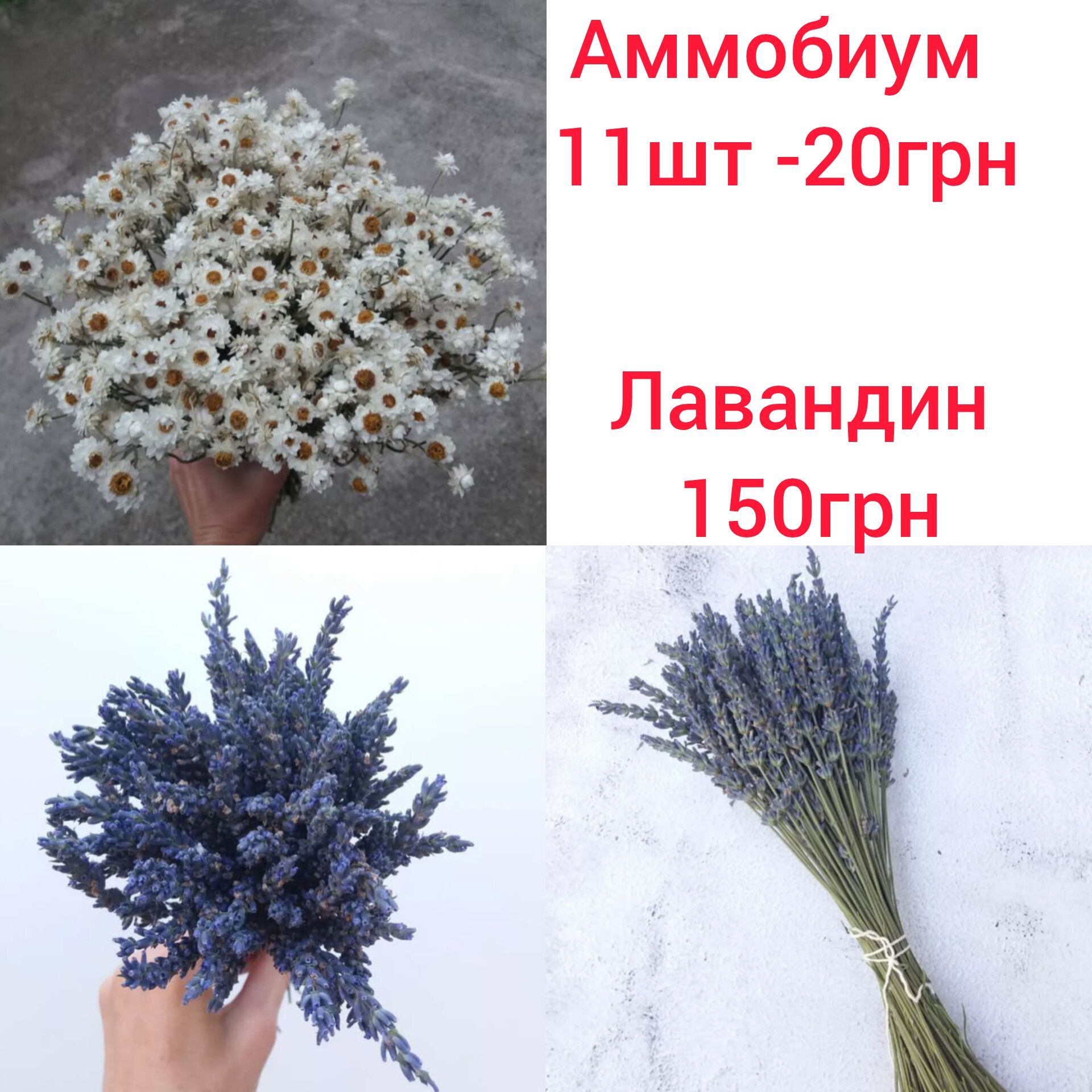 Зайцехвост/сухоцветы/лагурус/флористика/декор/интерьер