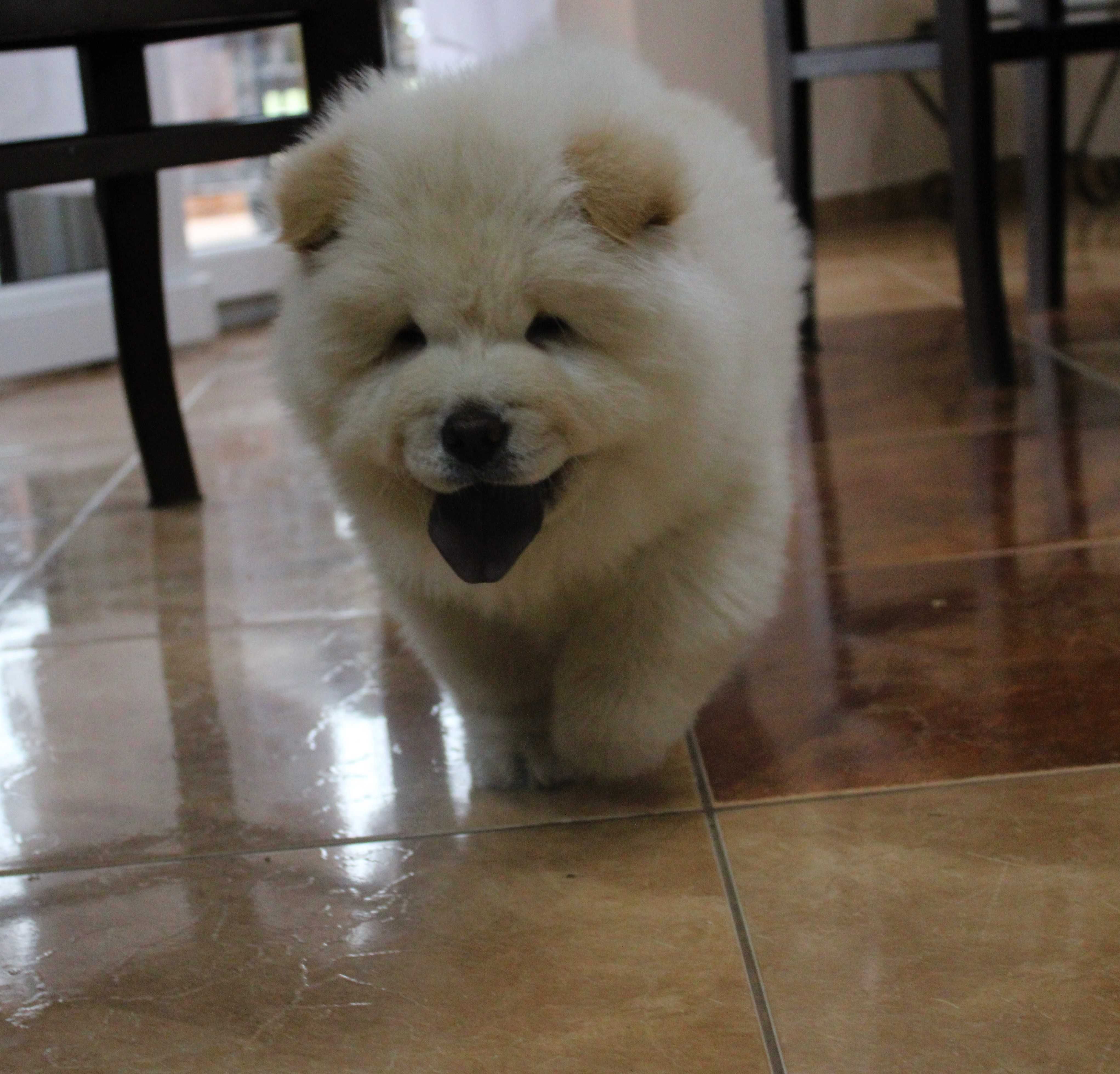 piesek chow chow gotowy do odbioru