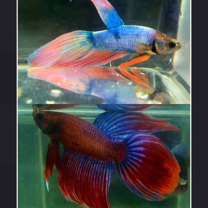 Петушок!Большой выбор:вуаль,корона,супердельта,дамбо,халфмун,плакат