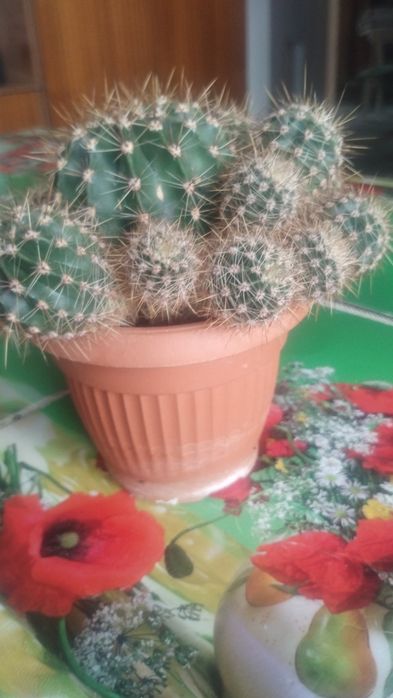 Katus w donice z małymi .