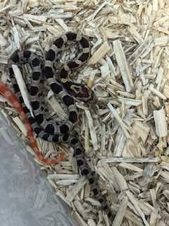 wąż zbożowy GRUBY KOCUR sklep zoologiczny