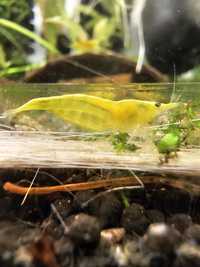 Neocaridina yellow camarões Aquário