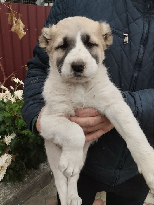 Продам щенят Алабая