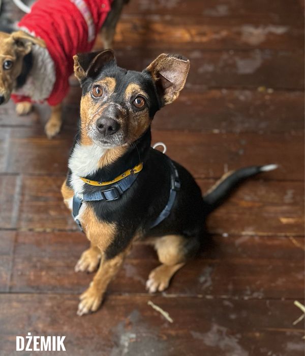Kochany, wesoły, rezolutny Dzemik szuka domu