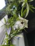 Piękna Hoya pauciflora, duże kwiaty