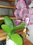 FEJKA Sztuczna roślina doniczkowa, Orchidea fioletowa storczyk 80 cm