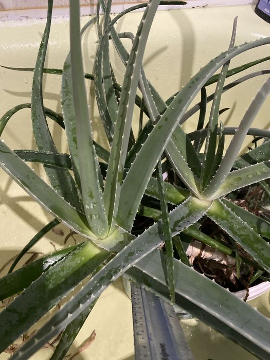 Алое вера, раннык