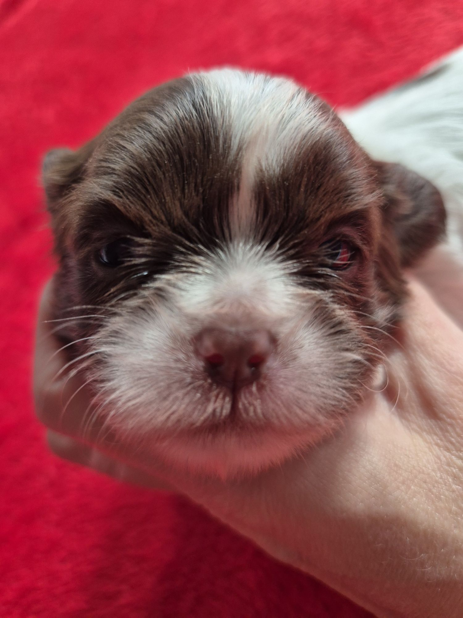 Przepiękna biało czekoladowa sunia Shih-Tzu