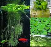 Planta aquática flutuantes Lago ou Aquário