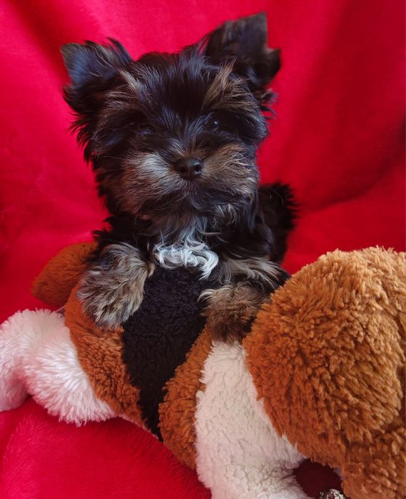 York maleńka sunia black tan