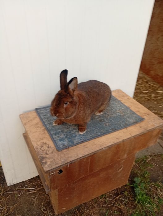 Samiec Wiedeński Szary